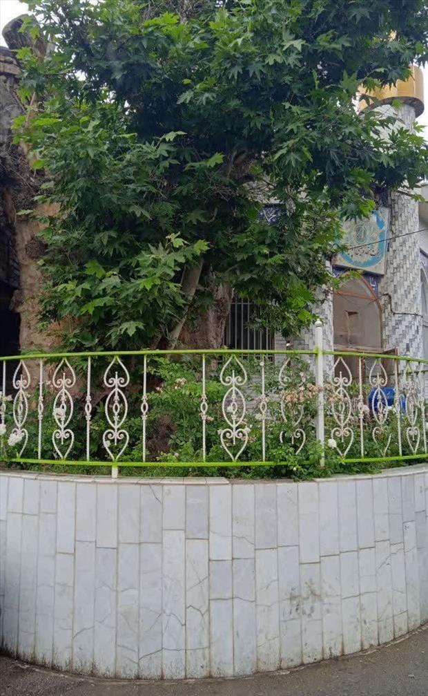 ثبت ملی درخت چنار مسجد امام حسین (ع) شاندیز در فهرست میراث طبیعی کشور